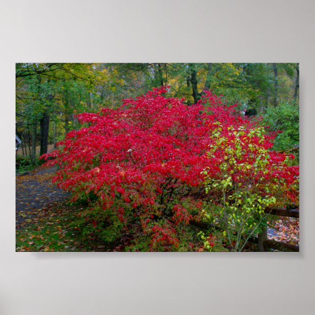 Burning Bush Poster (Front)