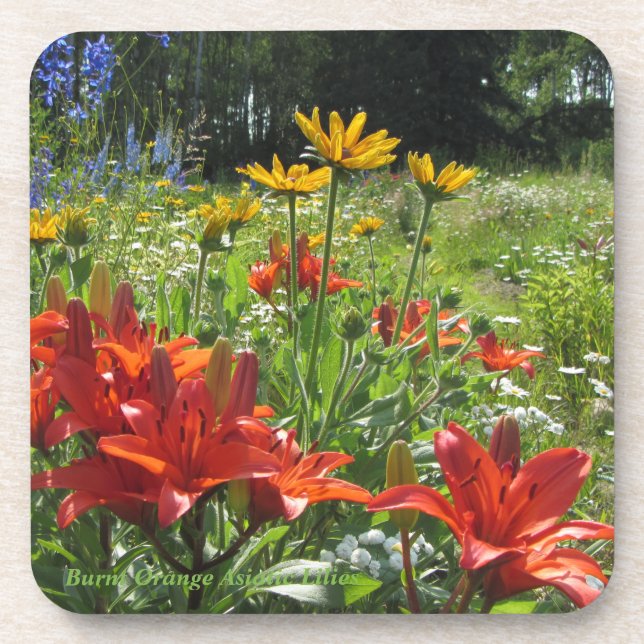 Burnt Orange Asiatic Lilies Summer Garden Beverage Coaster (Front)