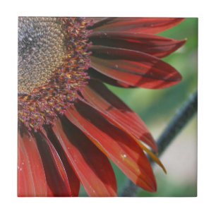 Burnt Orange Sunflower Petals Nature Ceramic Tile