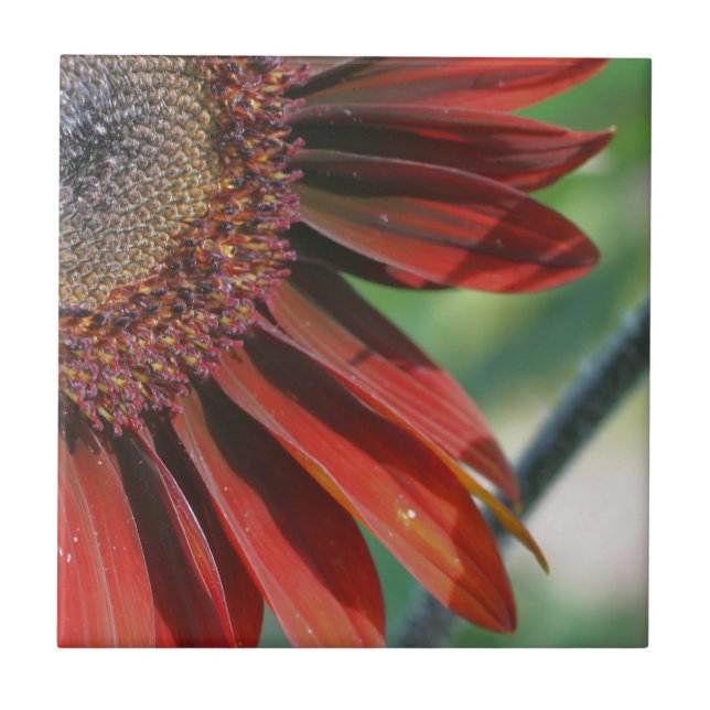 Burnt Orange Sunflower Petals Nature Ceramic Tile (Front)