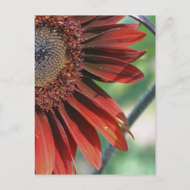 Burnt Orange Sunflower Petals Nature Postcard (Front)