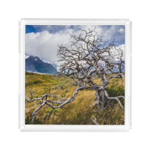 Burnt tree, Torres del Paine, Chile Acrylic Tray