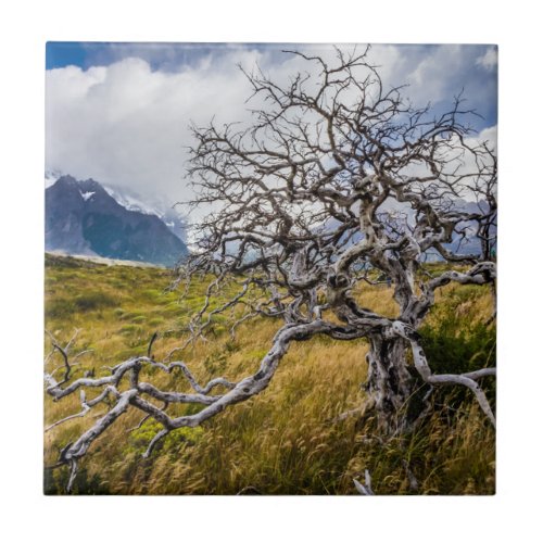 Burnt tree Torres del Paine Chile Ceramic Tile