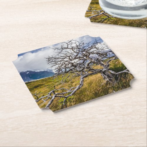 Burnt tree Torres del Paine Chile Paper Coaster
