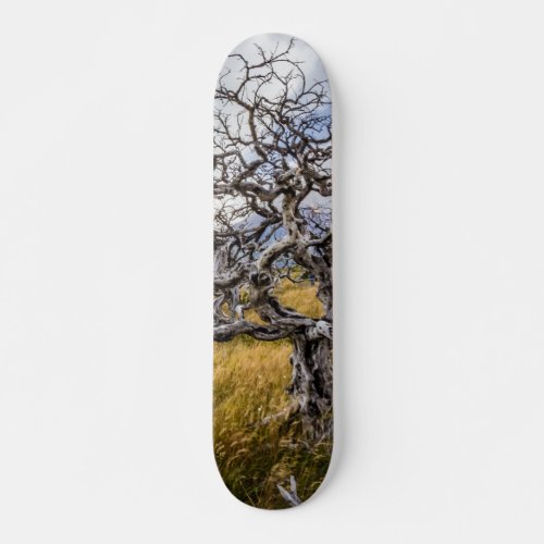 Burnt tree Torres del Paine Chile Skateboard