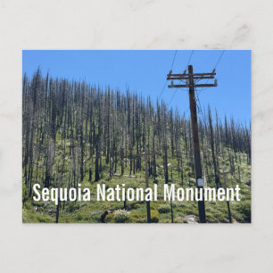 Burnt Trees in Giant Sequoia National Monument Postcard