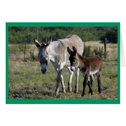 Burra and Burrito #1 Cards (Front Horizontal)