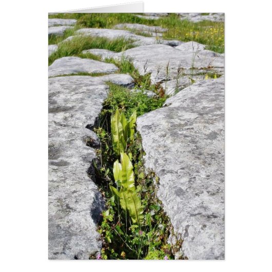 Burren Plants Limestone Rocks Cards (Front)