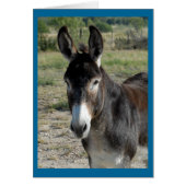 Burro (Front)