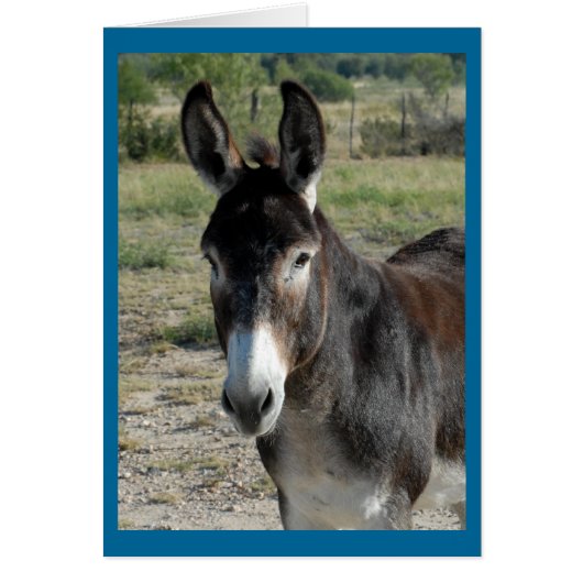 Burro Cards (Front)