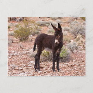 Burro Foal Postcard