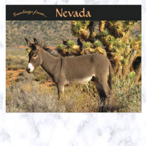Burro in Nevada Postcard