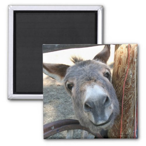 Burro Over Wagon Wheel square magnet