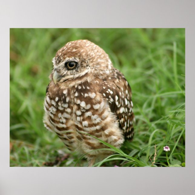 Burrowing Owl #1 Poster (Front)