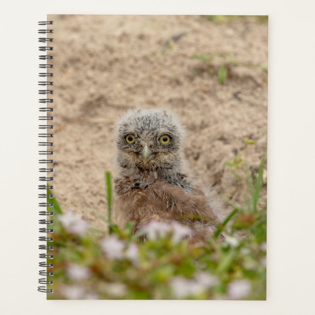 Burrowing Owl 2026 Planner: FL Spring Wildlife Planner (Front)