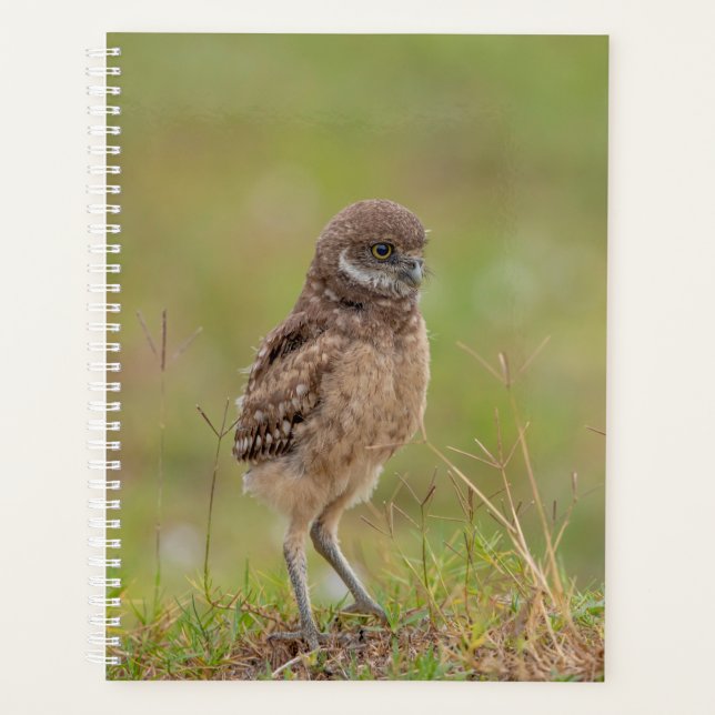 Burrowing Owl 2026 Planner: FL Spring Wildlife Planner (Front)