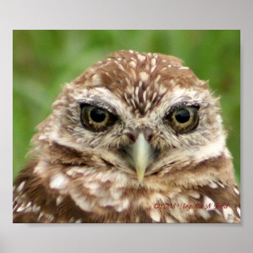 Burrowing Owl 2 Poster