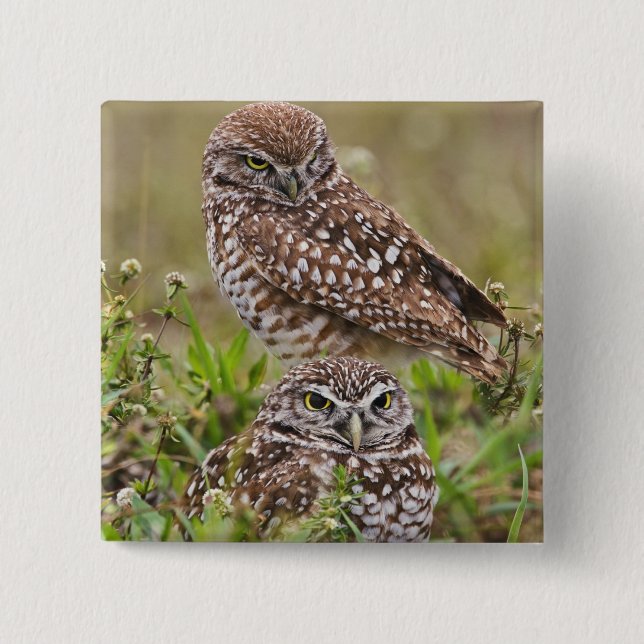 Burrowing Owl, Athene cunicularia, Cape Coral, Button (Front)