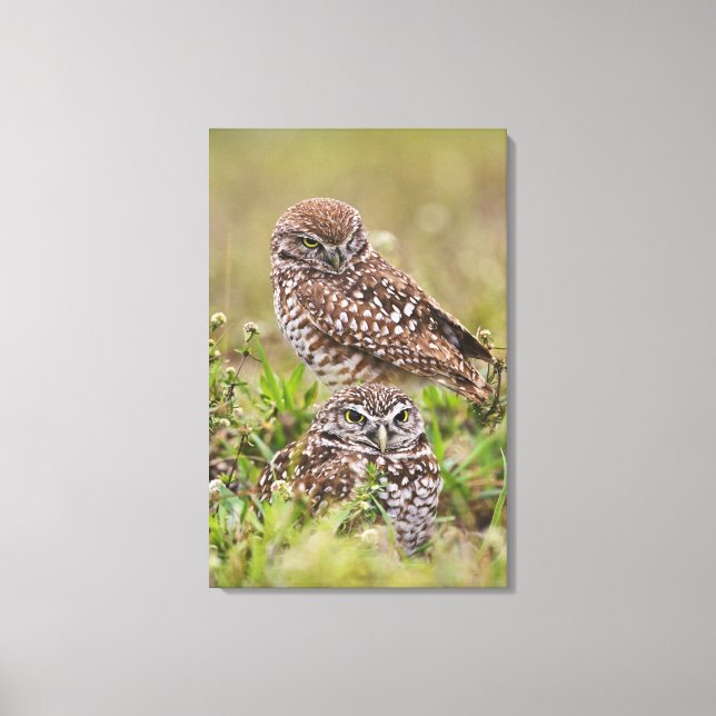 Burrowing Owl, Athene cunicularia, Cape Coral, Canvas Print (Front)
