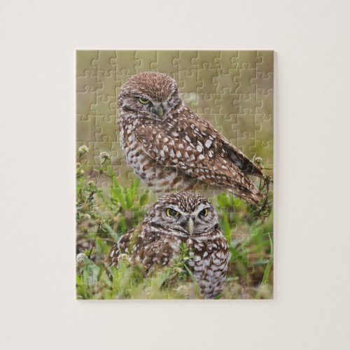 Burrowing Owl Athene cunicularia Cape Coral Jigsaw Puzzle