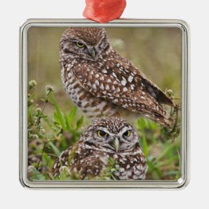 Burrowing Owl, Athene cunicularia, Cape Coral, Metal Ornament