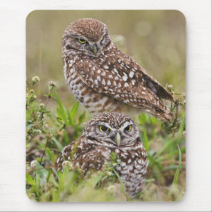 Burrowing Owl, Athene cunicularia, Cape Coral, Mouse Pad