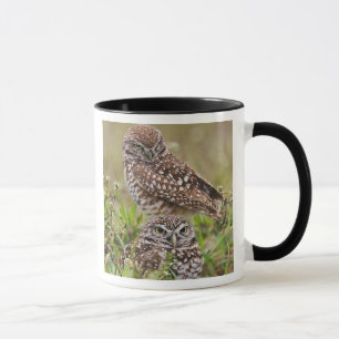 Burrowing Owl, Athene cunicularia, Cape Coral, Mug