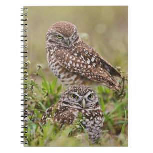 Burrowing Owl, Athene cunicularia, Cape Coral, Notebook