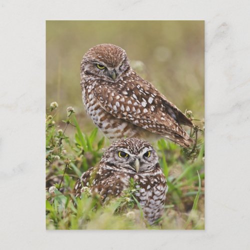 Burrowing Owl Athene cunicularia Cape Coral Postcard