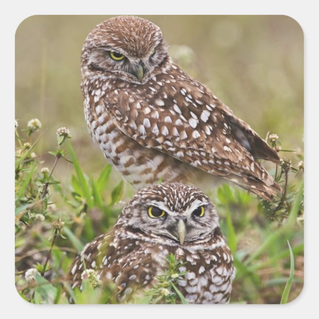 Burrowing Owl, Athene cunicularia, Cape Coral, Square Sticker (Front)