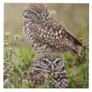 Burrowing Owl, Athene cunicularia, Cape Coral, Tile