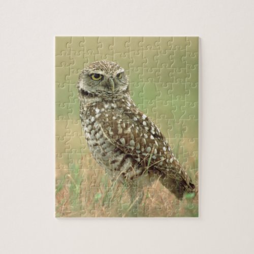 Burrowing Owl Athene cunicularia Jigsaw Puzzle