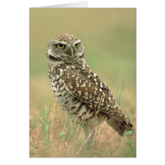 Burrowing Owl Cards (Front)