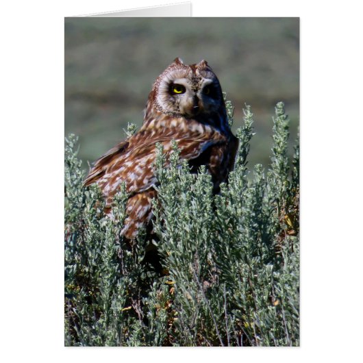 Burrowing Owl Cards (Front)