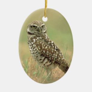 Burrowing Owl Ceramic Ornament