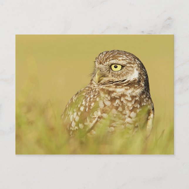 Burrowing Owl Close Up Profile Postcard (Front)