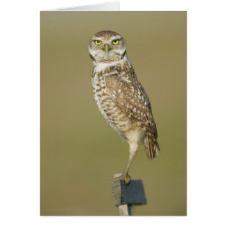 Burrowing Owl - Here's Looking at You Cards