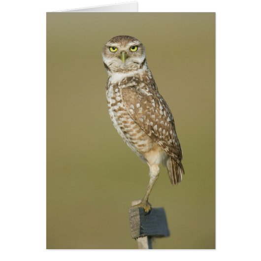 Burrowing Owl - Here's Looking at You Cards (Front)