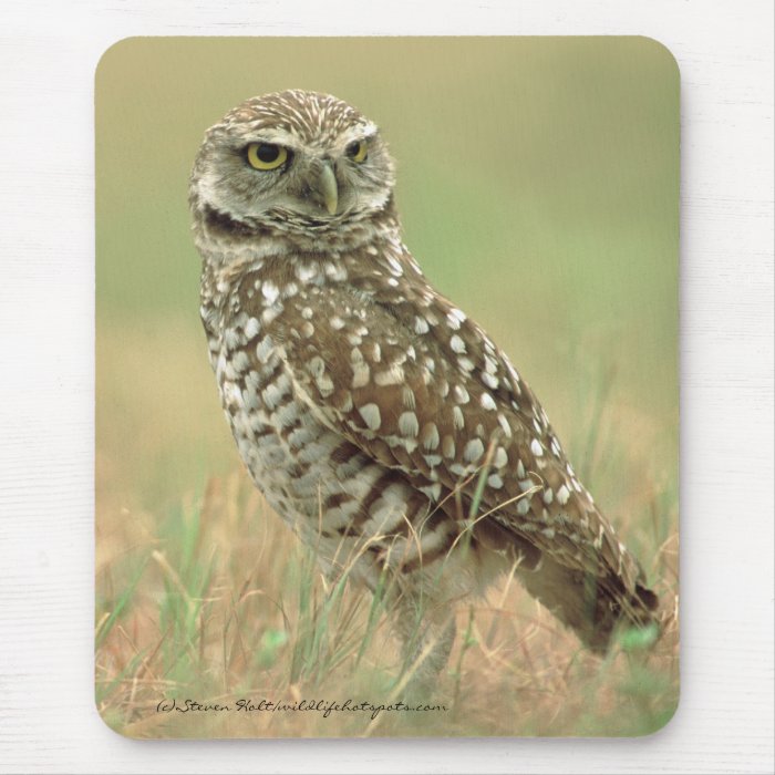 Burrowing Owl Mouse Pad