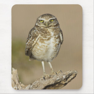 Burrowing Owl on a Cholla Rib Mouse Pad