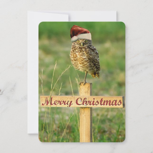 Burrowing Owl Santa Christmas Card (Front)