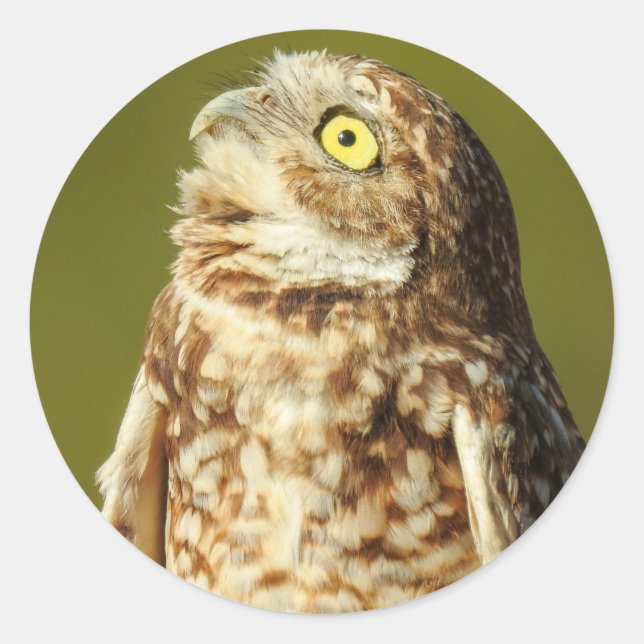 Burrowing Owl Sticker (Front)