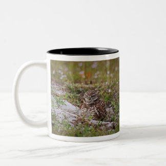 Burrowing Owl Two-Tone Coffee Mug