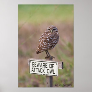 Burrowing Owls 05-09 011 Poster