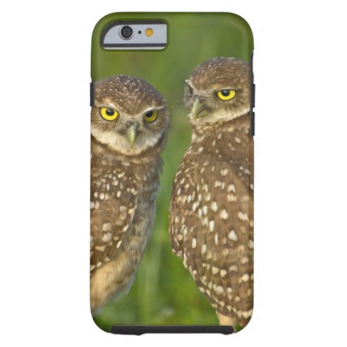 Burrowing owls are a popular site on Marco 2 Tough iPhone 6 Case