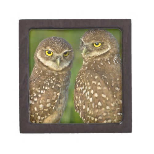 Burrowing owls are a popular site on Marco 2 Jewelry Box