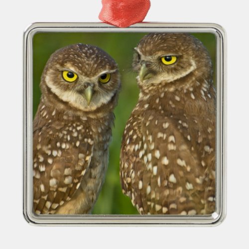 Burrowing owls are a popular site on Marco 2 Metal Ornament