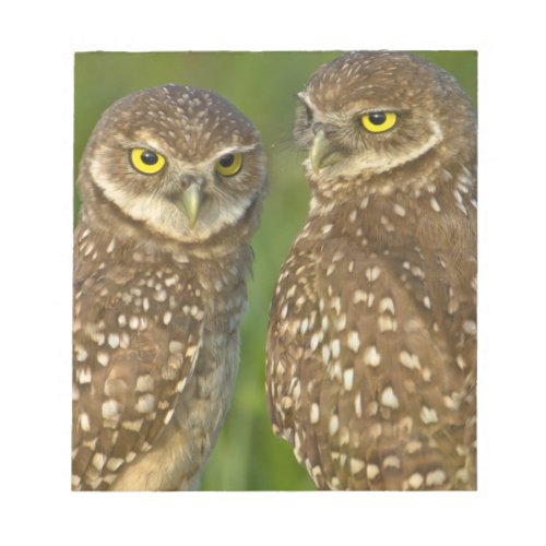 Burrowing owls are a popular site on Marco 2 Notepad