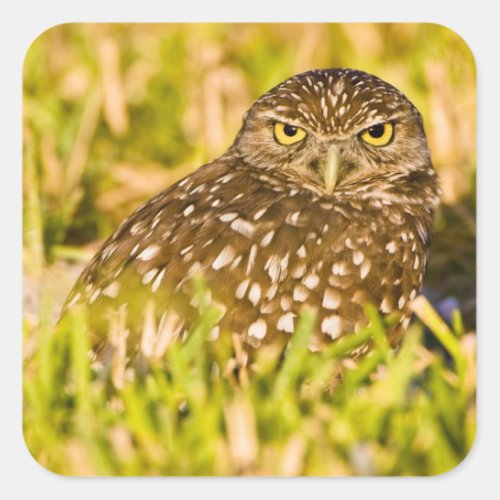 Burrowing owls are a popular site on Marco 3 Square Sticker