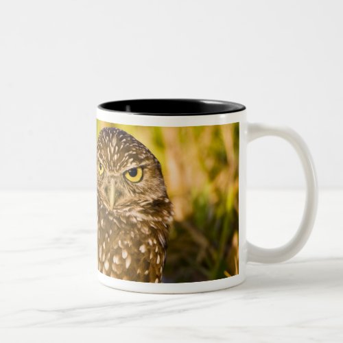 Burrowing owls are a popular site on Marco 3 Two_Tone Coffee Mug